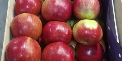 Ofrecemos manzanas Idared, Jonaprince, Golden, Gala, Red Chif y