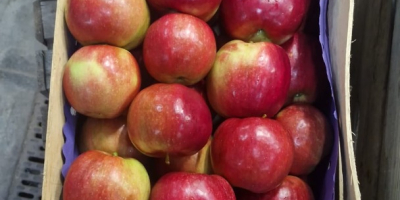 Ofrecemos manzanas Idared, Jonaprince, Golden, Gala, Red Chif y