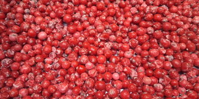 Ofrecemos manzanas de calidad de exportación de las variedades