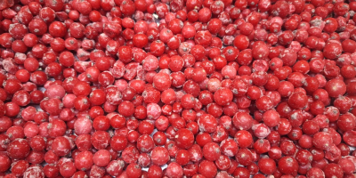 Ofrecemos manzanas de calidad de exportación de las variedades