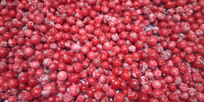 Ofrecemos manzanas de calidad de exportación de las variedades