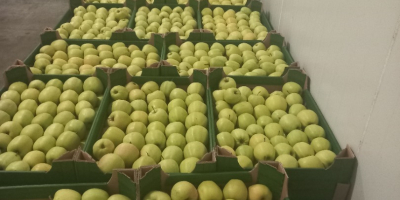 Ofrecemos a la venta manzanas de Idared, Jonaprince, Golden,