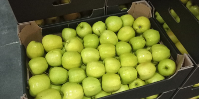 Ofrecemos a la venta manzanas de Idared, Jonaprince, Golden,