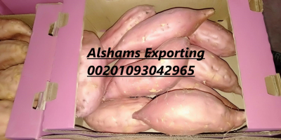 Somos ALshams para importación y exportación en general. Podemos