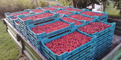 Vendo frambuesas de calidad extra de mi propia plantación.