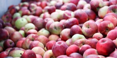 Mat AGRI FRUITS entregará grandes cantidades de manzanas para