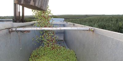 Mat AGRI FRUITS entregará grandes cantidades de manzanas para