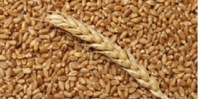 Vendemos trigo de la cosecha 2022. El volumen posible