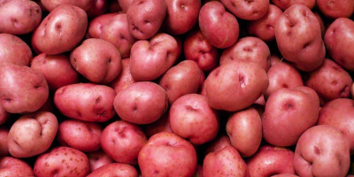 Compro patatas rojas en una cantidad mínima de 5