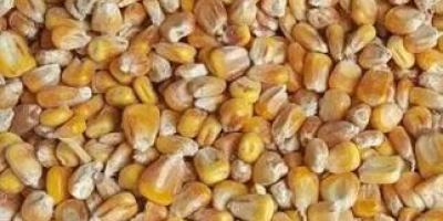 Vendo maíz cosecha 2022 (big bag o granel). FCA.