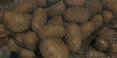 Vendo patatas importadas de Francia directamente del productor 50