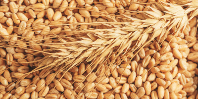 Grano de trigo de calidad de nueva cosecha a