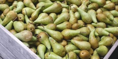 Vendo Pear Conferences de NL en cualquier paquete, grandes