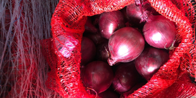 Cebolla roja 50/70 en sacos de 10 kg sobre