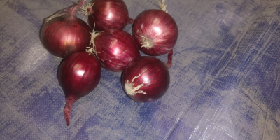 Hola, tenemos a la venta cebolla morada en tamaños