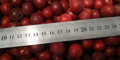 Cerezas deshuesadas ultracongeladas (IQF), en cajas de 10 kg.