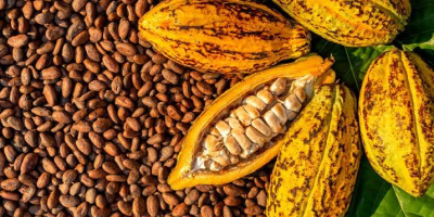 Ofrecemos granos de cacao secos naturales de la selva