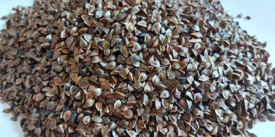 Semillas de trigo sarraceno con certificado orgánico en la