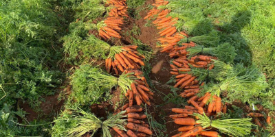 Zanahorias de la mejor calidad. Contacto de producción griega