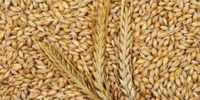 La empresa Marculesti Combi SA ofrece cereales para exportación: