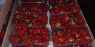 la exportación de fresas de calidad extra desde Serbia