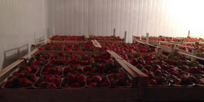 la exportación de fresas de calidad extra desde Serbia