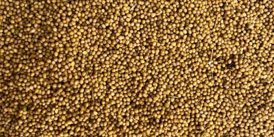 Vendo mostaza amarilla, de grano grueso. Humedad máxima 9%,