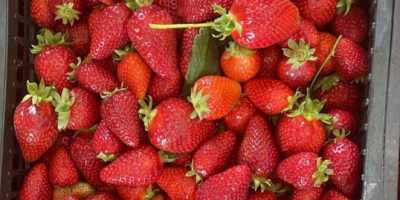 Fresas de primera calidad de Albania listas para exportar.