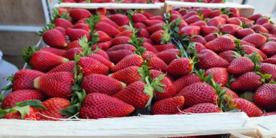 Fresas de primera calidad de Albania listas para exportar.