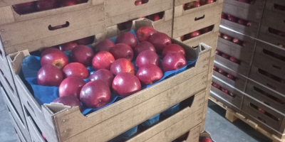 Ofrecemos a la venta manzanas: Idared, Jonaprince, Golden, Gala,