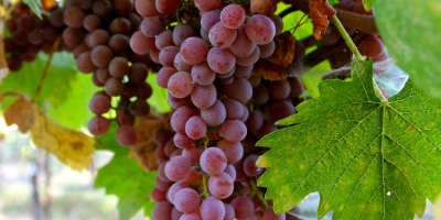 Somos un proveedor y productor de uva fresca de