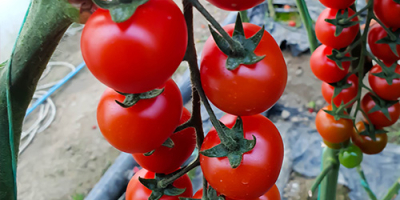 Tomates (rojos, rosados, cherry, negros) de alta calidad de