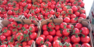 Tomates (rojos, rosados, cherry, negros) de alta calidad de