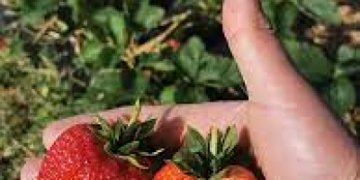 La empresa dedicada al cultivo de fresas está dispuesta