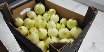 Venderé cebollas peladas, envasadas al vacío en bolsas de