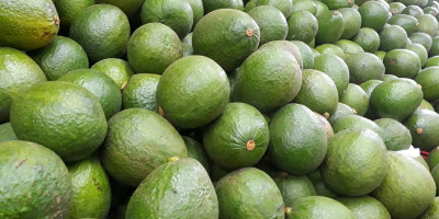Нашите авокадо са известни със своята мека и кремообразна