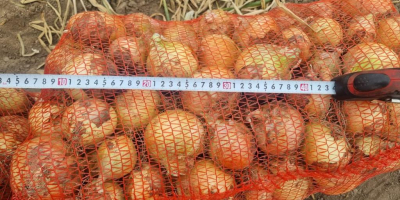 Cebollas amarillas, rojas y rosadas exportación al por mayor