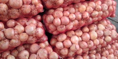 Cebollas amarillas, rojas y rosadas exportación al por mayor