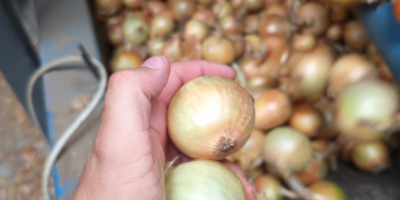 Cebollas amarillas, rojas y rosadas exportación al por mayor