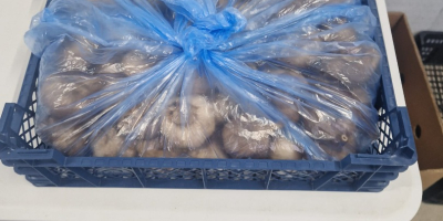 Hola. Ajo fresco, calibre 5,5-7,5.