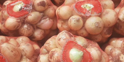 Venderé cebollas tiernas (Uzbekistán). Sin daños ni insectos. Cebolla