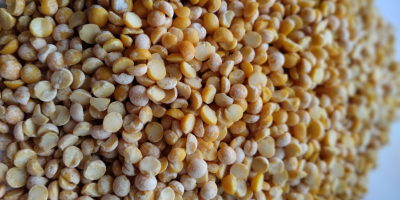 Ofrecemos cereales del fabricante: trigo sarraceno verde, guisantes amarillos