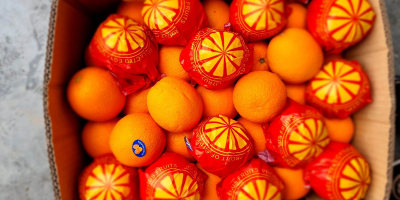 Le ofrecemos jugosas naranjas de Valencia directamente de Egipto