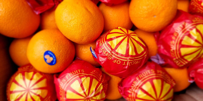 Le ofrecemos jugosas naranjas de Valencia directamente de Egipto