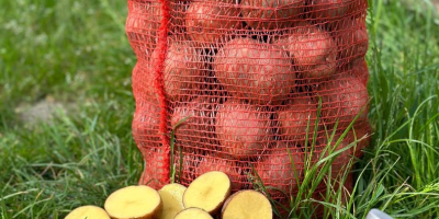 Buen día. Venderé papas ecológicamente limpias cultivadas en los