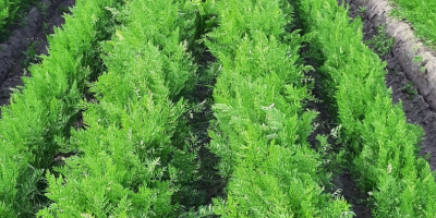 Lechuga Ysberg, zanahorias, judías, guisantes, chirivías, etc., recién cosechadas