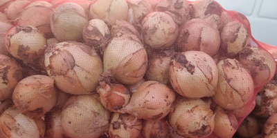 Venderé zanahorias sucias y comerciales. Saco de 2 -5
