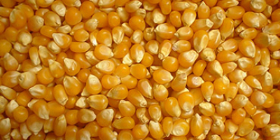 Nuestra empresa vende granos (maíz) de alta calidad cosecha