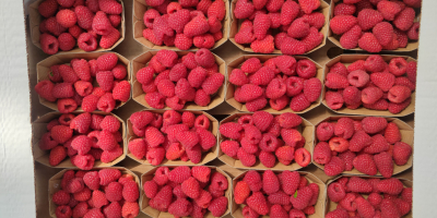 Buen día, ofrezco frambuesas de postre de las variedades