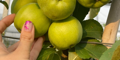 ¡Buscamos nuevos colaboradores! Manzanas Golden Delicious certificadas orgánicamente. El